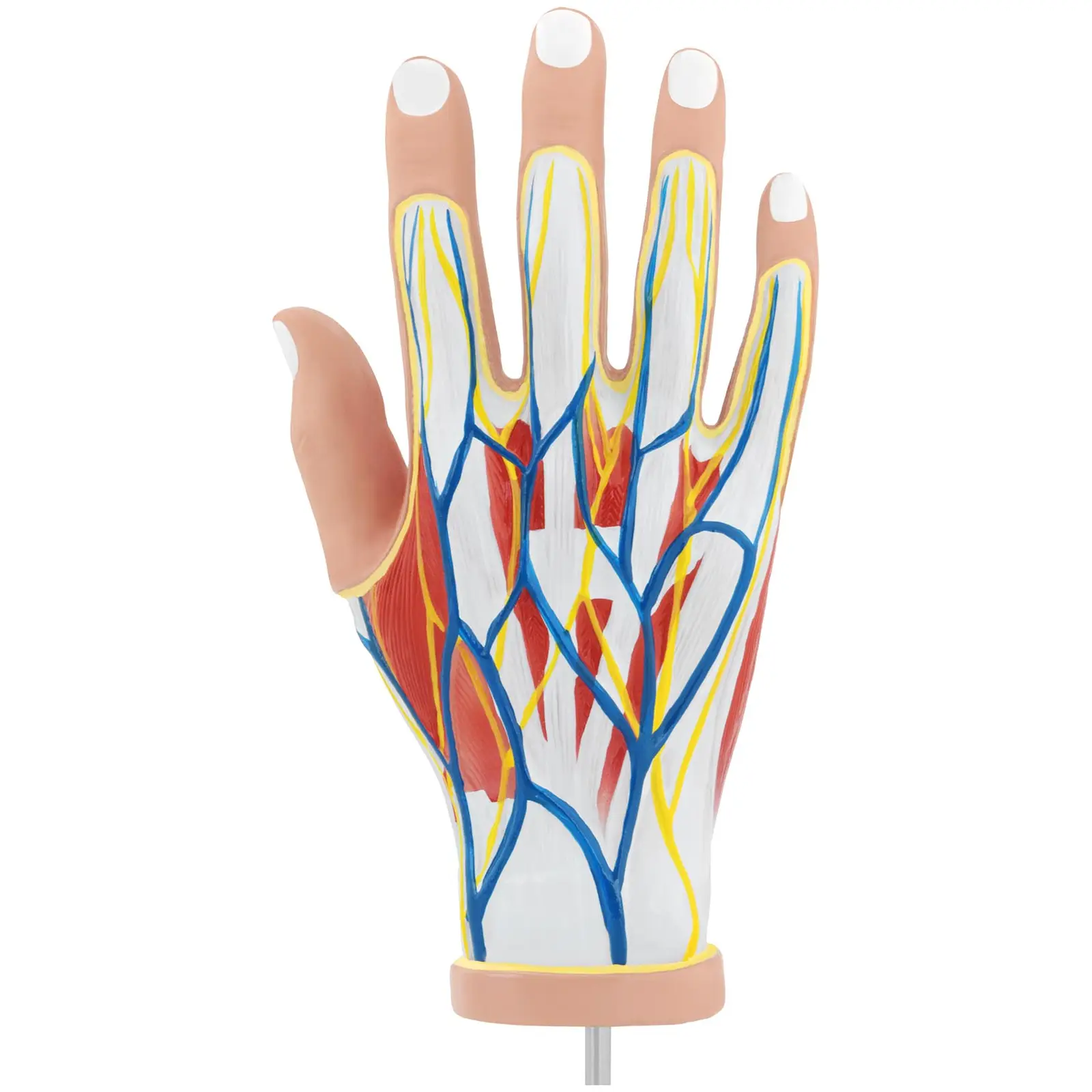 Μοντέλο ανατομίας - Χέρι - Τέσσερα τεμάχια - Αρχικό μέγεθος - Εκφύλιση μυών