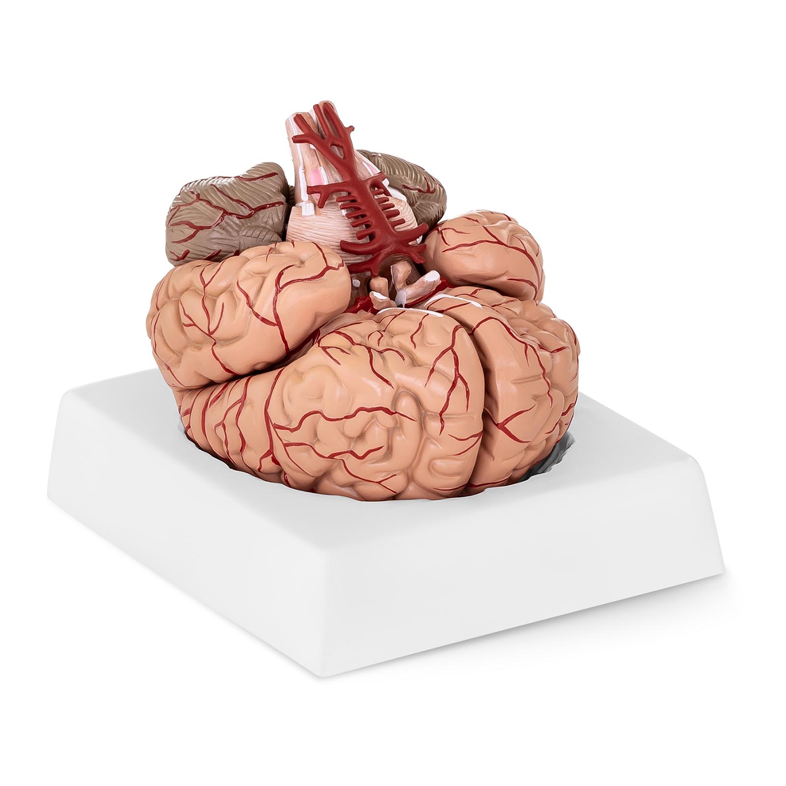 Μοντέλο εγκεφάλου - 9 τμήματα - σε φυσικό μέγεθος