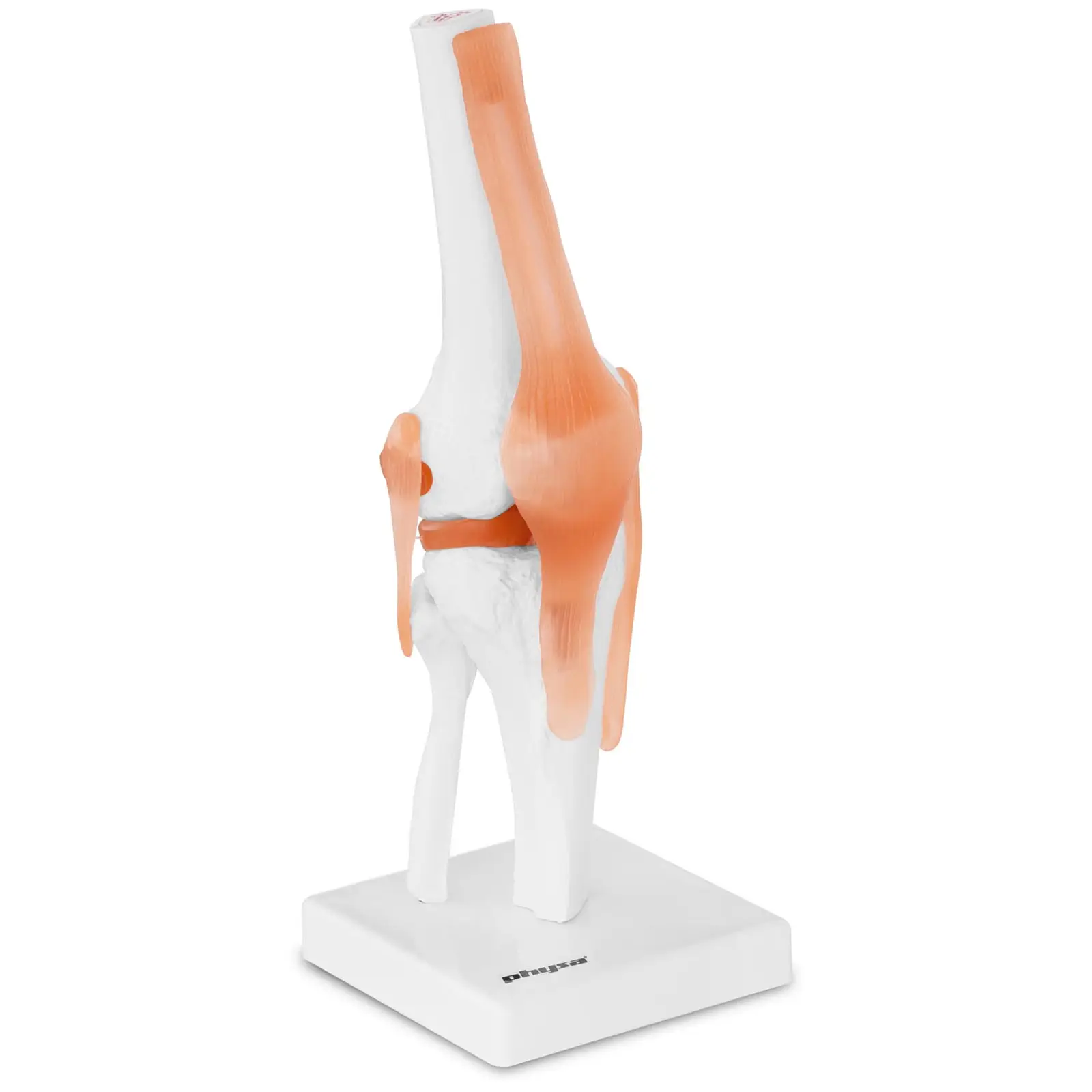 Μοντέλο άρθρωσης γόνατος